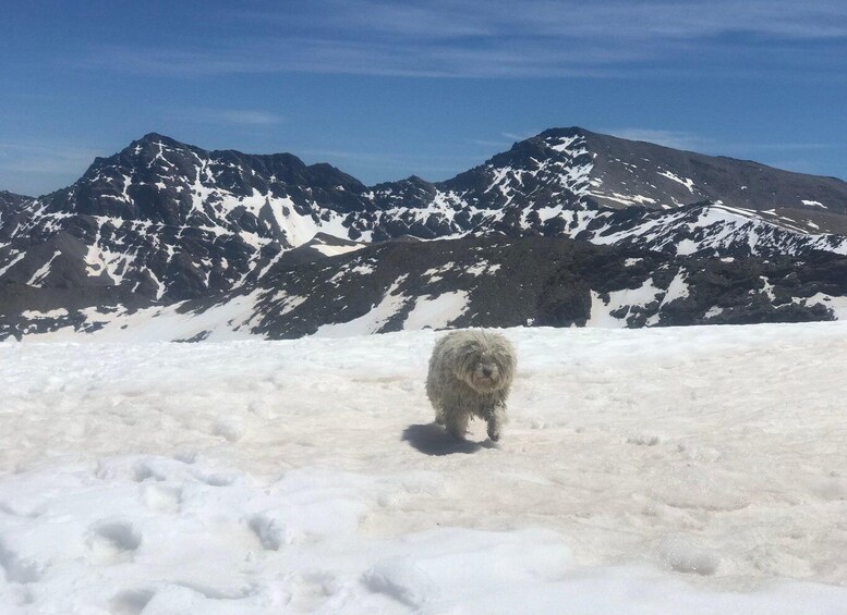 Picture 14 for Activity Granada: High Sierra Nevada Hiking Tour to 3000 Meters