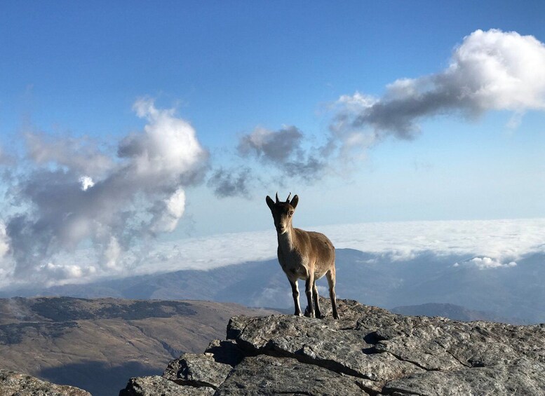 Picture 2 for Activity Granada: High Sierra Nevada Hiking Tour