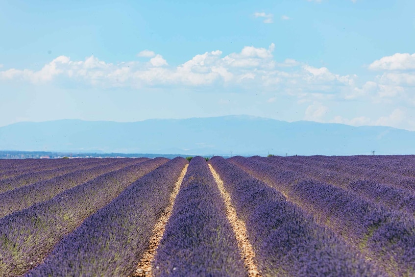 Picture 14 for Activity Nice: Gorges of Verdon and Fields of Lavender Tour