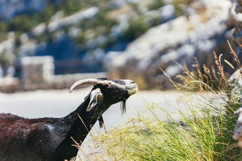 Picture 8 for Activity Nice: Gorges of Verdon and Fields of Lavender Tour