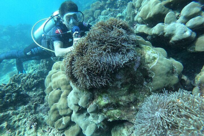 Small Group Scuba Diving Experience in Maiton Private Island