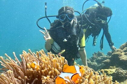 Small Group Scuba Diving Experience in Maiton Private Island