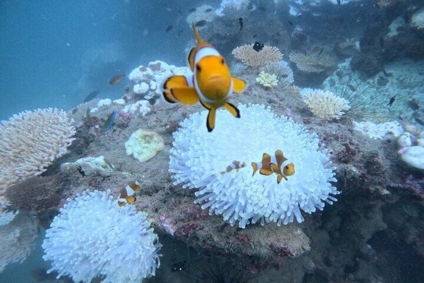 Small Group Scuba Diving Experience in Maiton Private Island