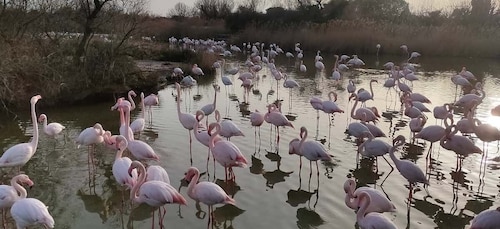 Marseille: Der 8-stündige geführte Ausflug in die Camargue