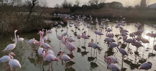 Marseille: Der 8-stündige geführte Ausflug in die Camargue