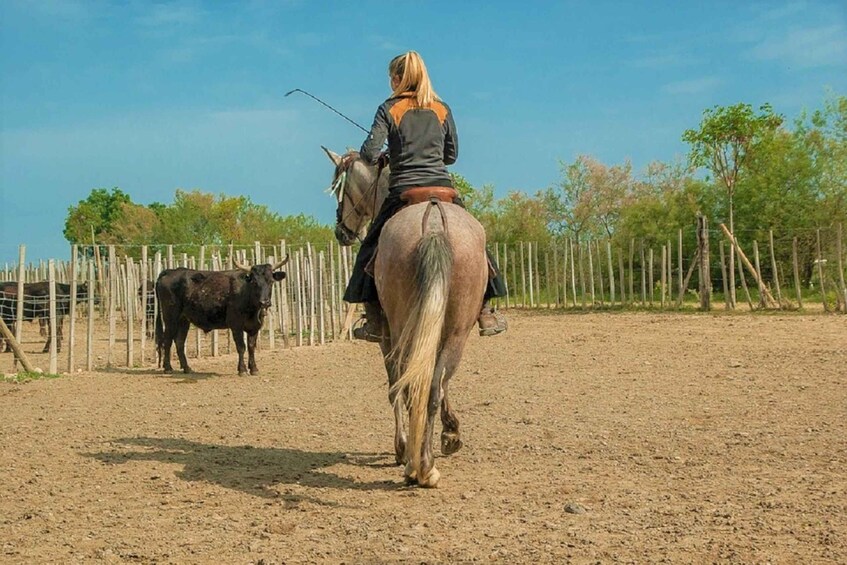 Picture 3 for Activity Marseille: The Camargue 8-Hour Guided Outing