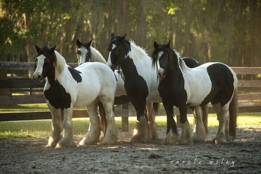 Gypsy Gold Horse Farm Walking Tour