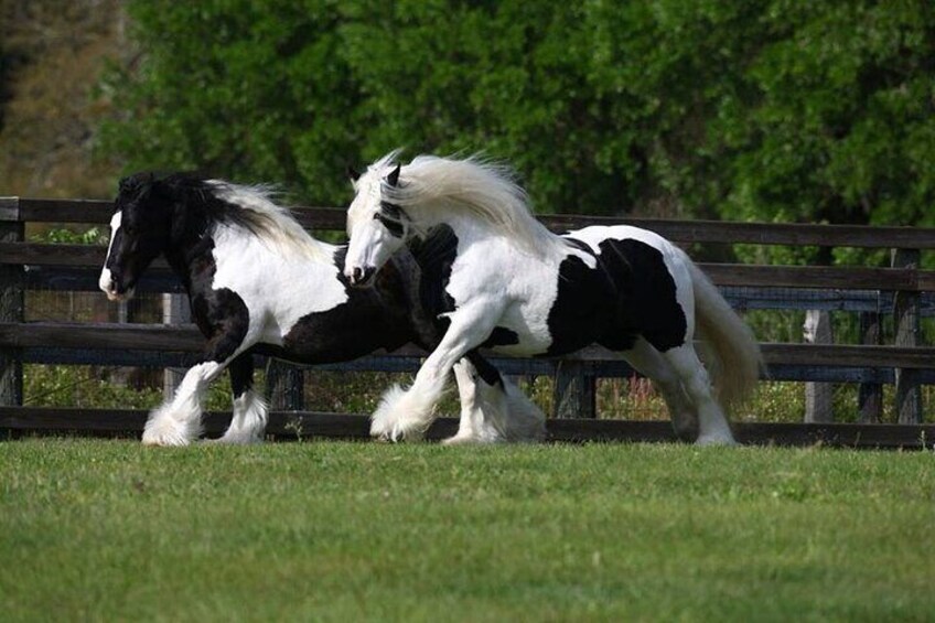 Gypsy Gold Horse Farm Walking Tour