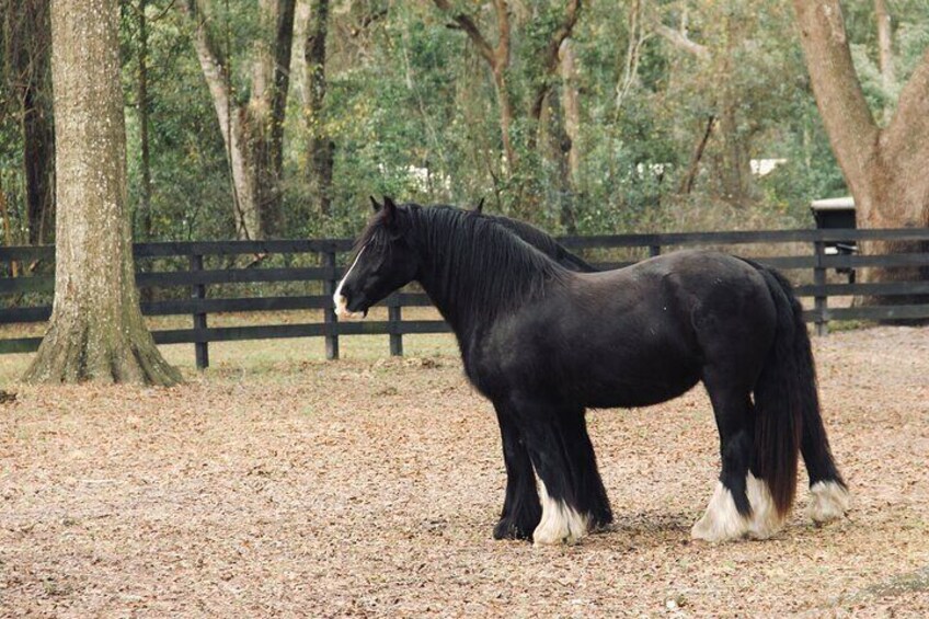 Gypsy Gold Horse Farm Walking Tour