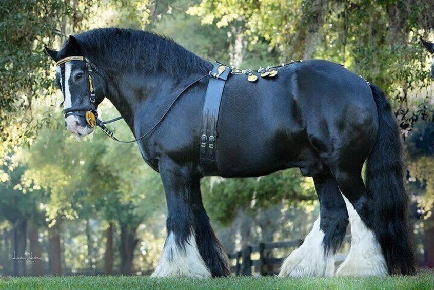 Gypsy Gold Horse Farm Walking Tour