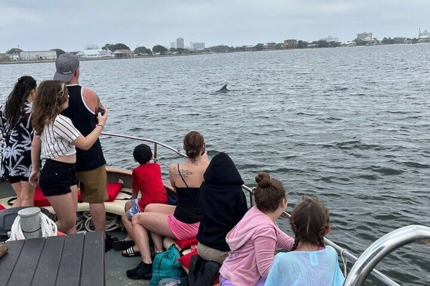 Dolphins yea!