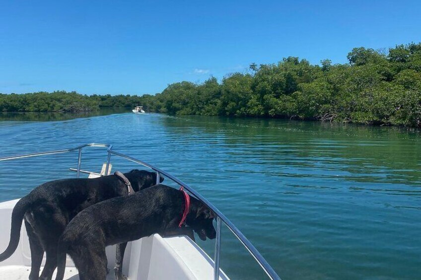 Sandbar Snorkel in the backcountry of Key West