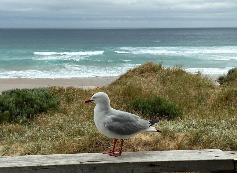 Picture 5 for Activity Melbourne: Phillip Island Tour & Penguin Parade