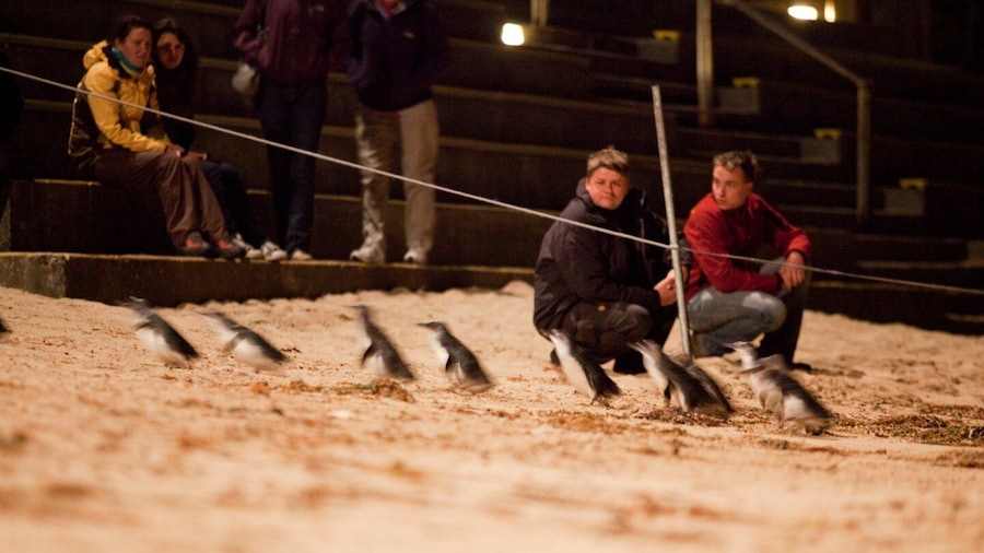 Melbourne: Phillip Island Tour & Penguin Parade