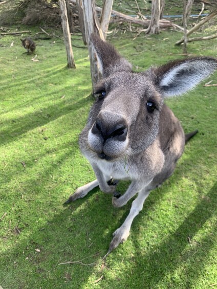 Picture 3 for Activity Melbourne: Phillip Island Tour & Penguin Parade