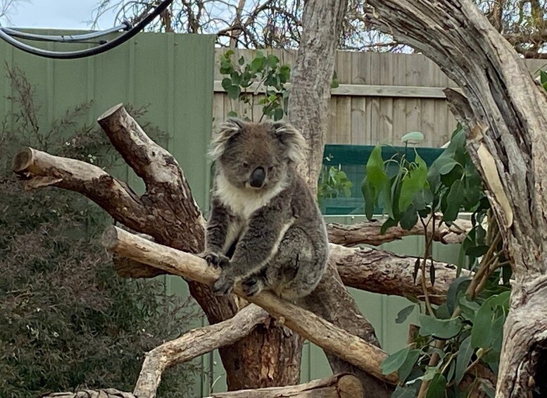 Picture 4 for Activity Melbourne: Phillip Island Tour & Penguin Parade