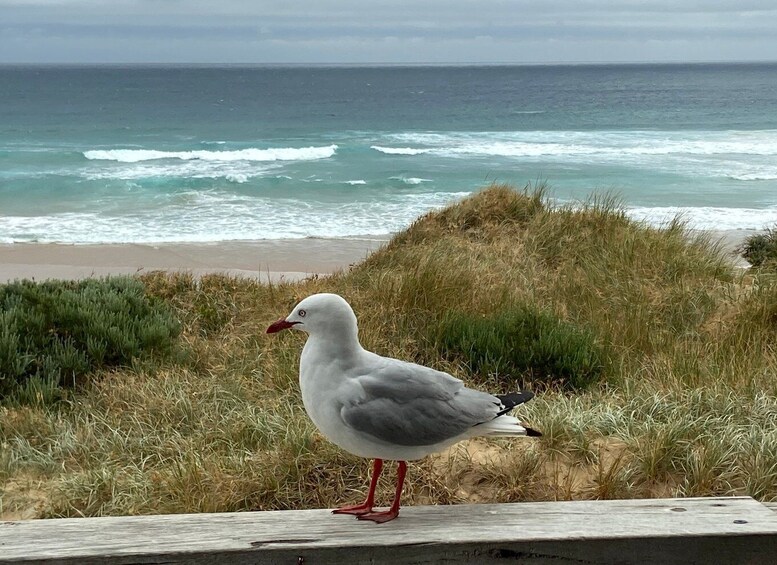 Picture 5 for Activity Melbourne: Phillip Island Tour & Penguin Parade