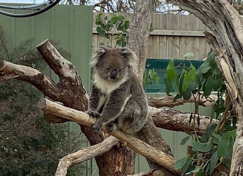 Picture 4 for Activity Melbourne: Phillip Island Tour & Penguin Parade