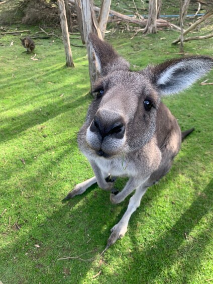 Picture 3 for Activity Melbourne: Phillip Island Tour & Penguin Parade