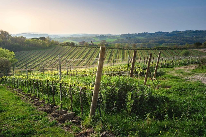 Picture 14 for Activity Val D'Orcia: Boutique Winery Tour and Wine Tasting