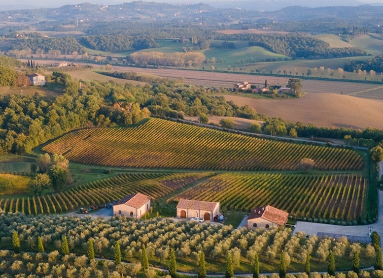 Picture 1 for Activity Val D'Orcia: Boutique Winery Tour and Wine Tasting