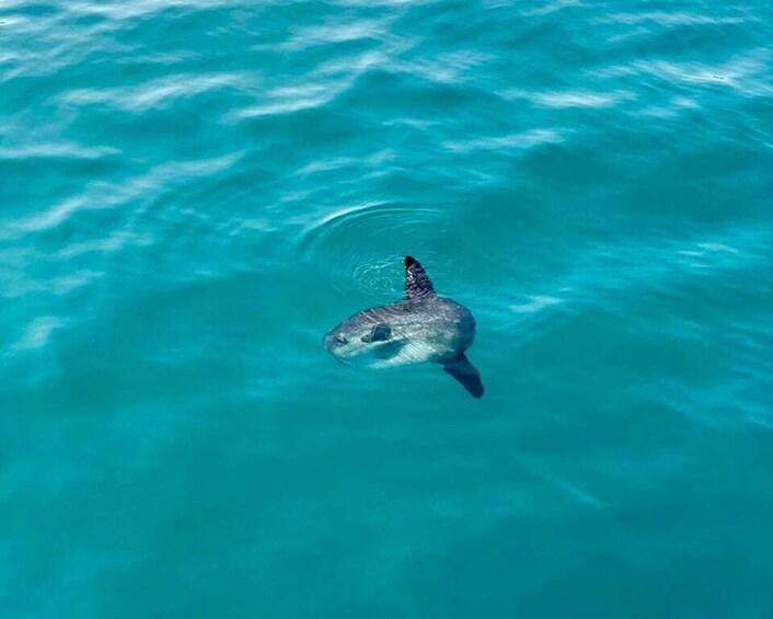 Picture 7 for Activity Málaga: Boat Tour w/ Snorkeling, Water Activities, and Lunch