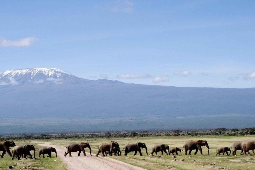 Picture 9 for Activity Nairobi: Private Overnight Amboseli National Park Safari