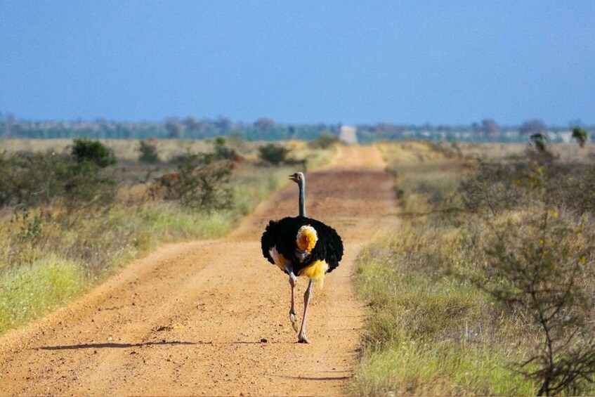 Picture 3 for Activity Nairobi: Private Overnight Amboseli National Park Safari