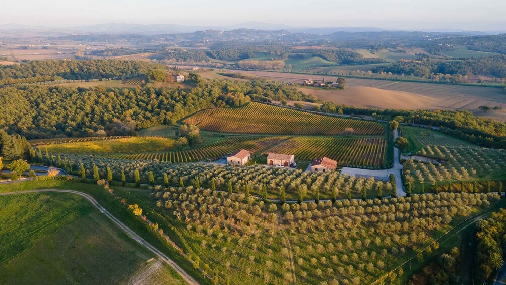 Picture 2 for Activity Chianciano Terme: Private Guided Winery Tour & Wine Tasting