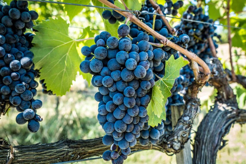 Picture 4 for Activity Chianciano Terme: Private Guided Winery Tour & Wine Tasting