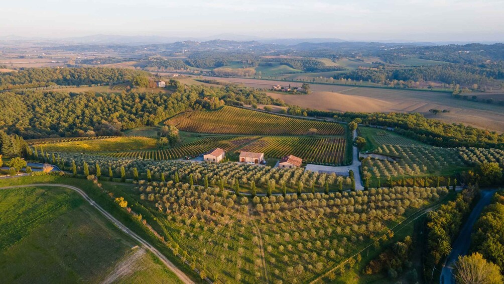Picture 2 for Activity Chianciano Terme: Private Guided Winery Tour & Wine Tasting