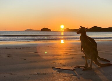 From Mackay: Wallabies on the Beach Sunrise Trip