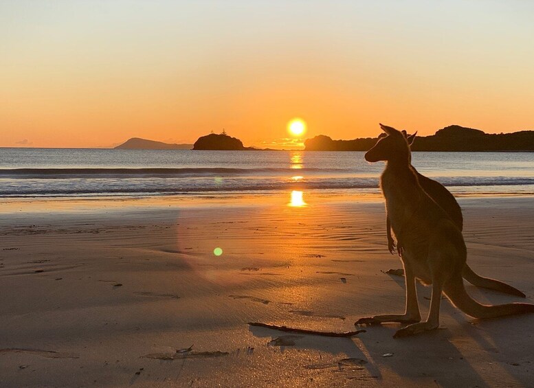 From Mackay: Wallabies on the Beach Sunrise Trip