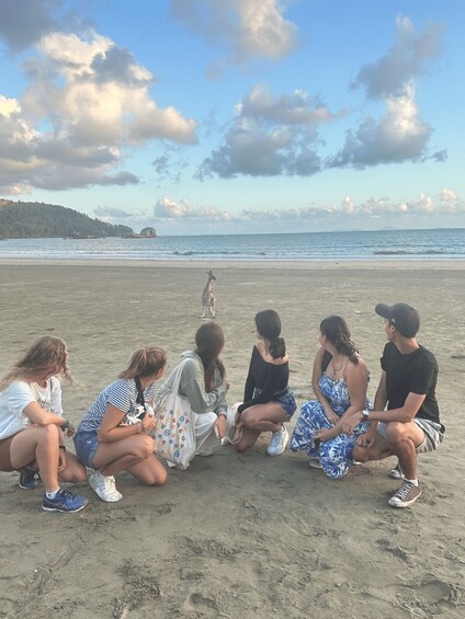 Picture 7 for Activity From Mackay: Wallabies on the Beach Sunrise Trip