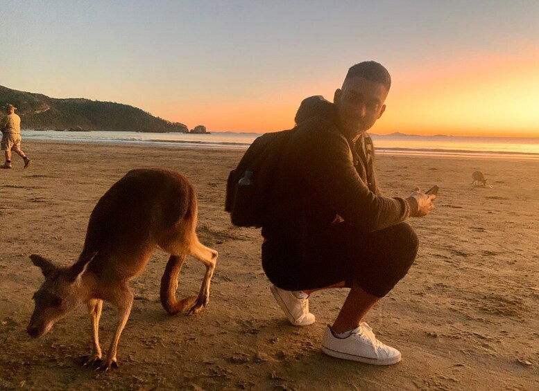 Picture 3 for Activity From Mackay: Wallabies on the Beach Sunrise Trip