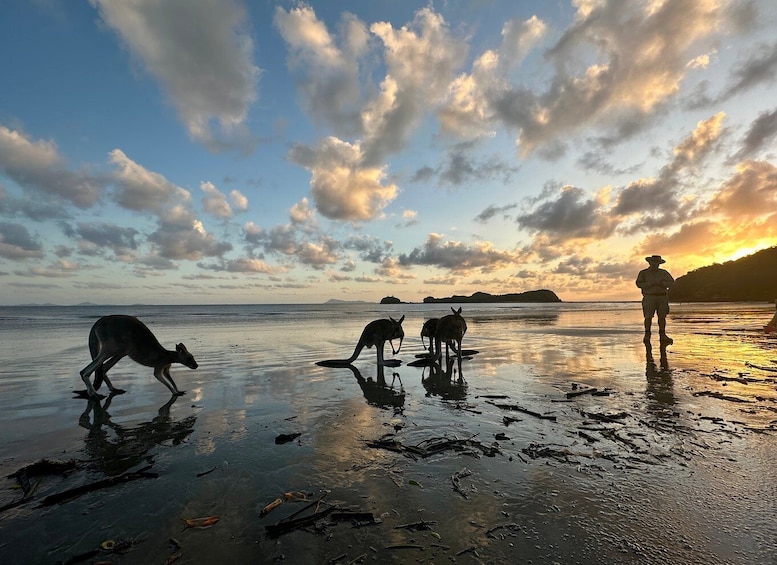 Picture 1 for Activity From Mackay: Wallabies on the Beach Sunrise Trip