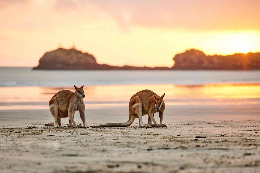 Picture 9 for Activity From Mackay: Wallabies on the Beach Sunrise Trip