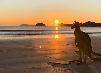 Desde Mackay: viaje al amanecer de Wallabies on the Beach