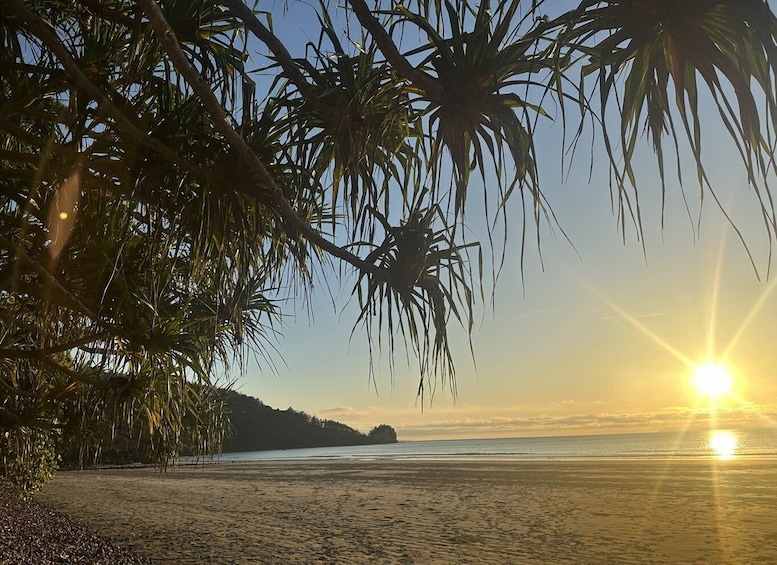 Picture 6 for Activity From Mackay: Wallabies on the Beach Sunrise Trip