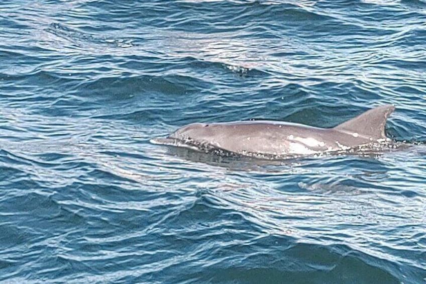 Dolphins beside the boat