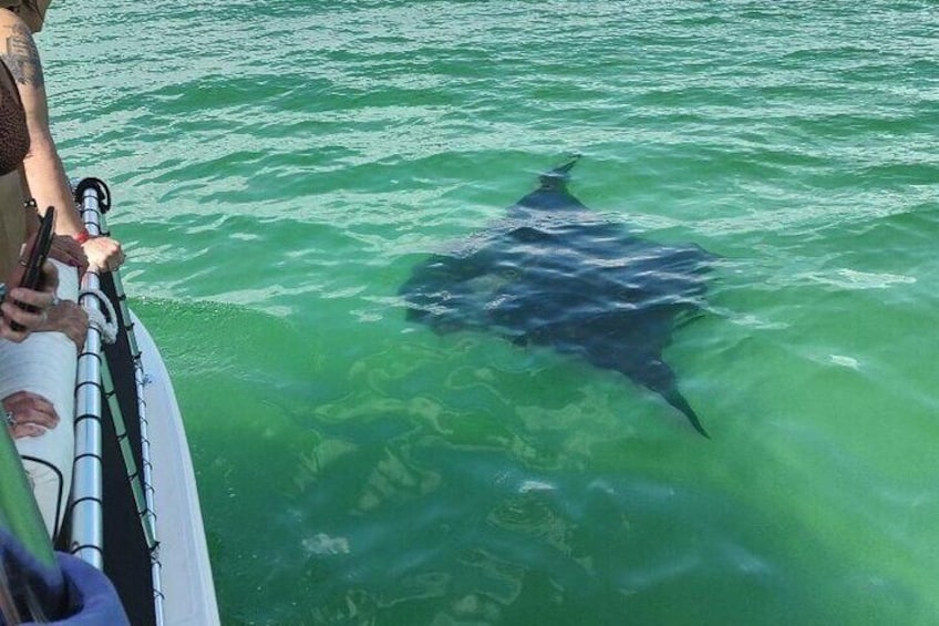 Large Manta ray beside the boat
