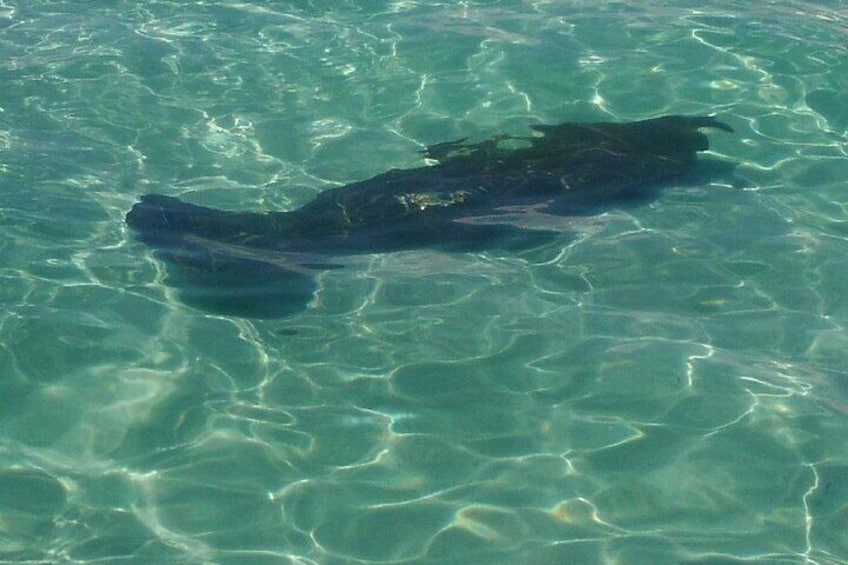 Manatee beside the boat