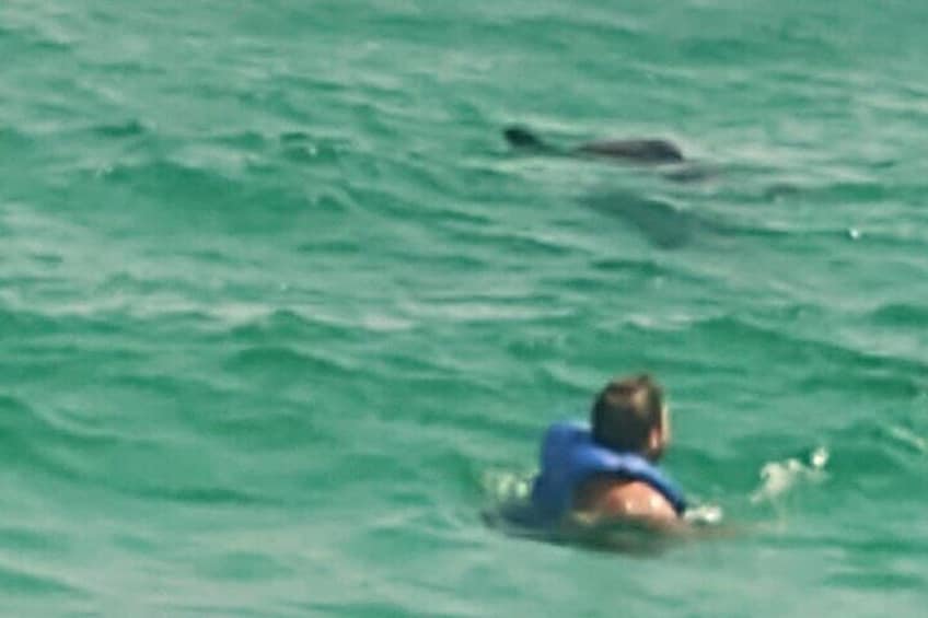 Swimming with dolphins