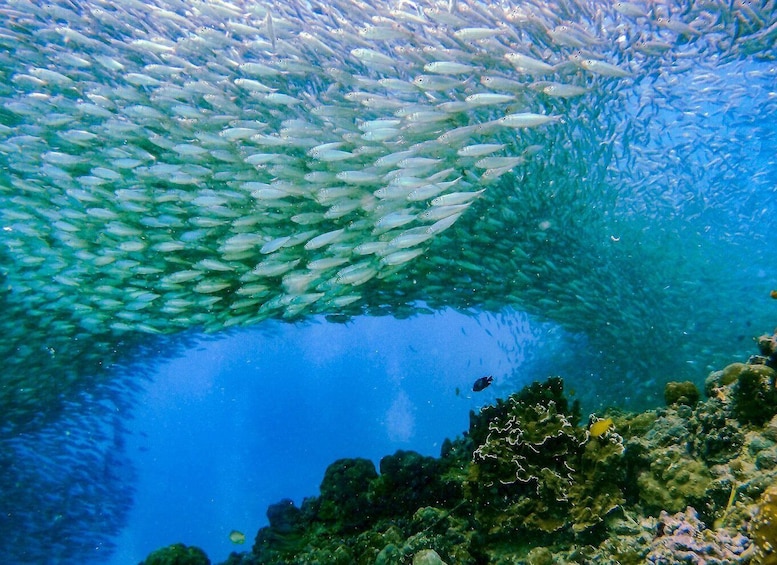 Picture 2 for Activity Cebu: Moalboal Sardines and Turtles Snorkeling Tour