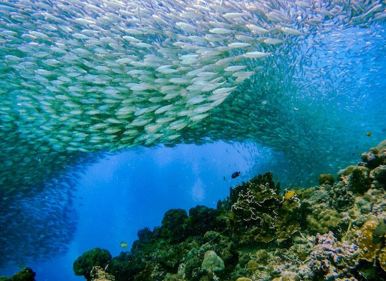 Picture 2 for Activity Cebu: Moalboal Sardines and Turtles Snorkeling Tour