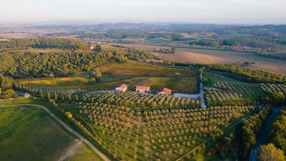 Picture 2 for Activity Chianciano Terme: Boutique Winery Tour with Tastings