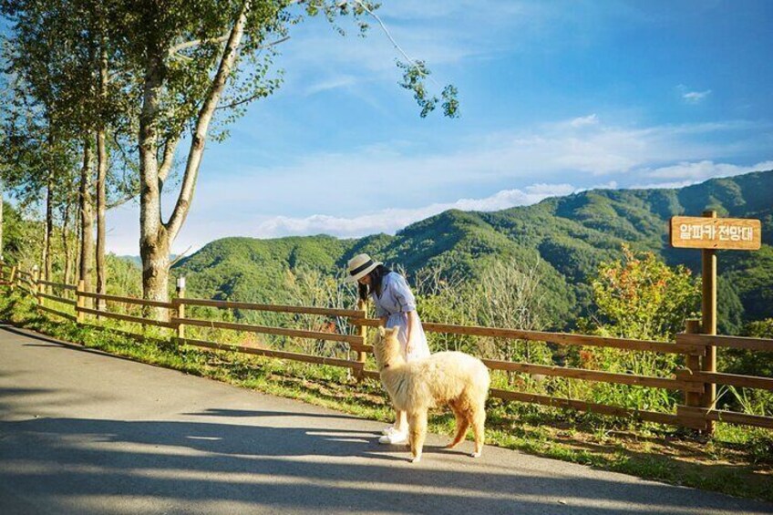 Alpaca World Tour with Nami Island & opt Railbike or Garden/Park