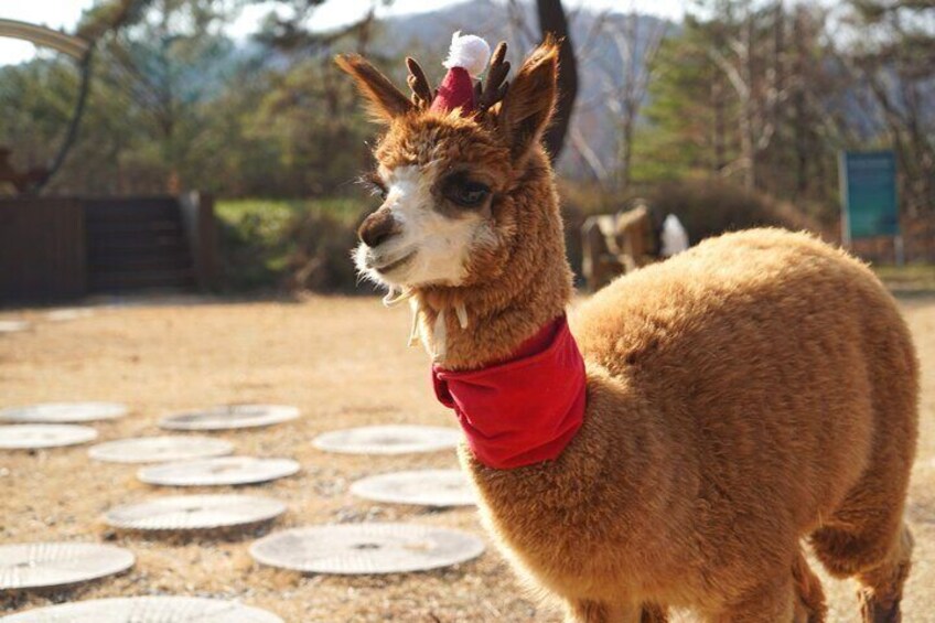 Alpaca World Tour with Nami Island & optional Railbike or Garden