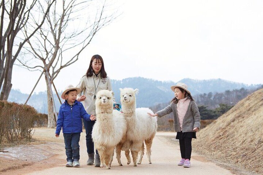 Alpaca World Tour with Nami Island & optional Railbike or Garden