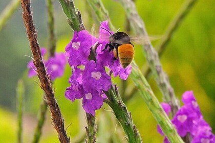 Private honey tasting bike tour and butterfly garden walk